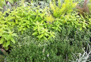 Natural Herbs