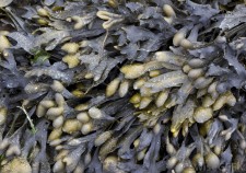 Bladderwrack - Weight Loss from the Sea