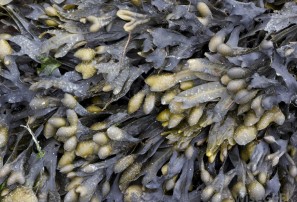 Bladderwrack - Weight Loss from the Sea