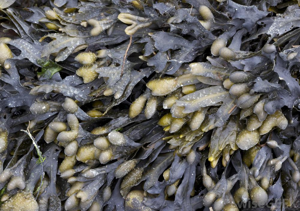 Bladderwrack – Weight Loss from the Sea