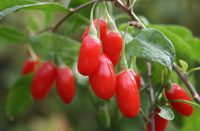 Goji Berry – Superfruit Antioxidant