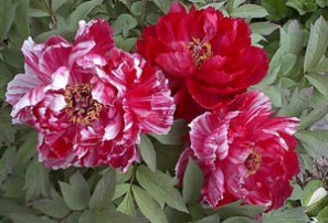 tree peony