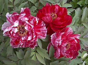 Chinese Tree Peony – A Wholesome Beauty