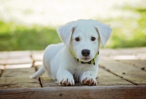 all natural pet health